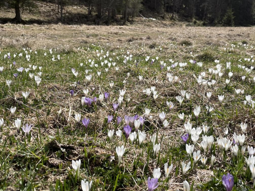 © Lena Daxer | Urheber:in: Lena Daxer Wiese mit Krokusse